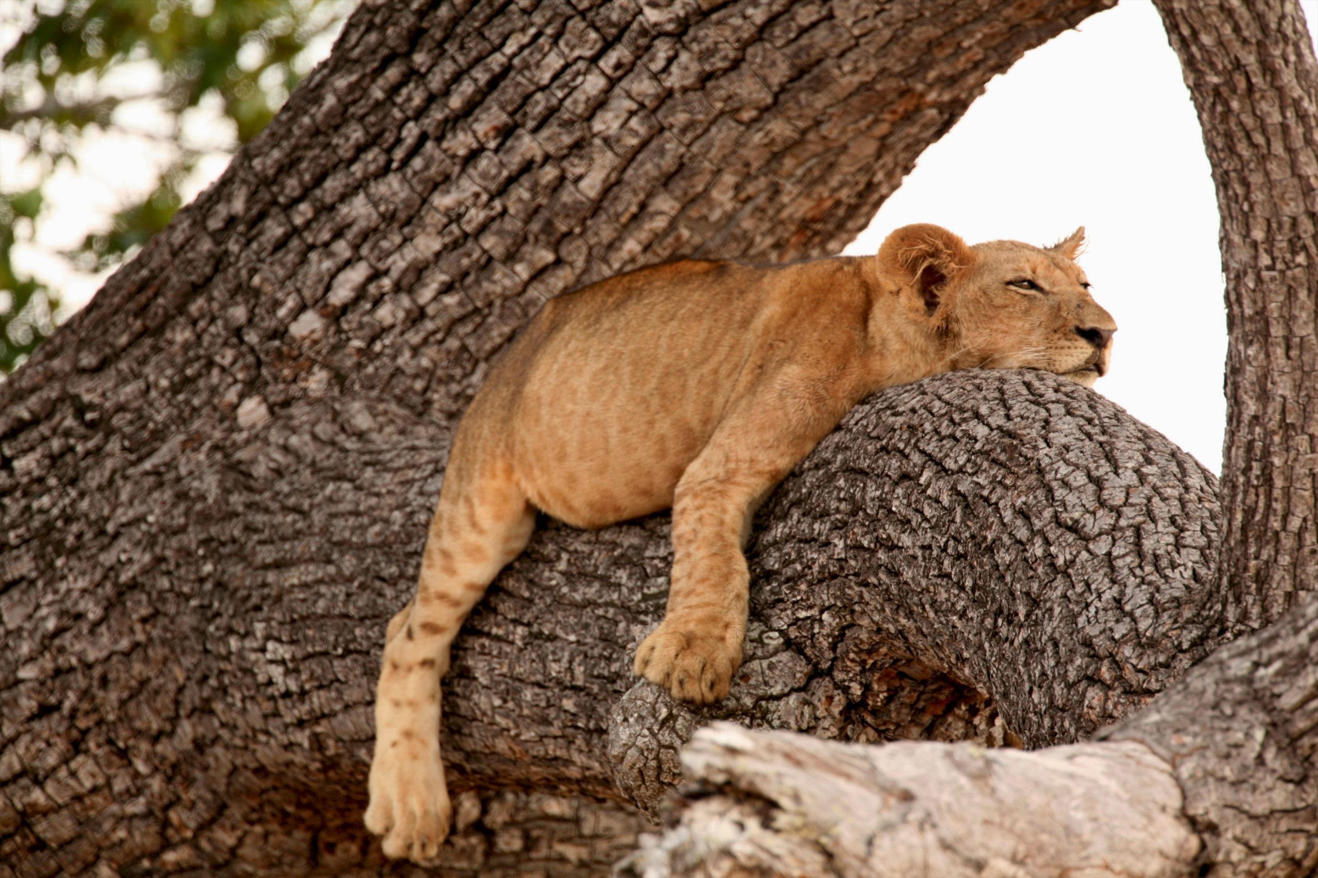 — lion-panthera-leo-cub-sleeping-in-tree-selous-n-2023-11-27-04-51-31-utc