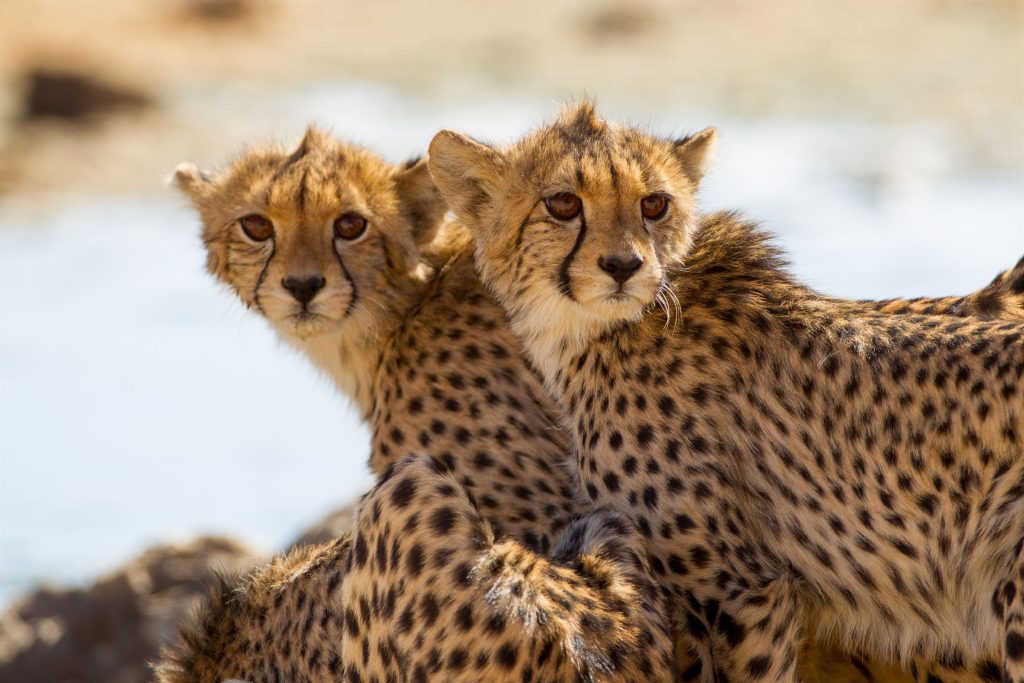 selective-focus-shot-of-magnificent-cheetahs-stand-2023-11-27-05-02-52-utc