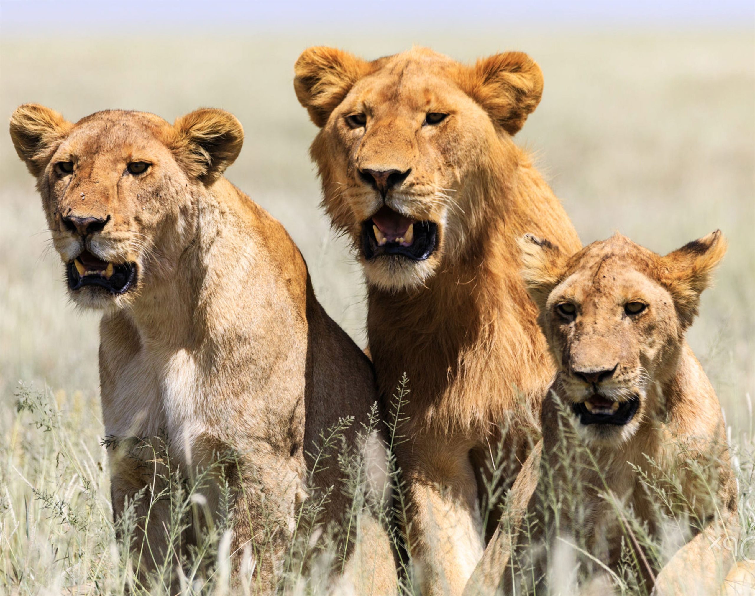 — a-beautiful-and-breathtaking-wildlife-in-the-world-2023-12-21-18-01-59-utc