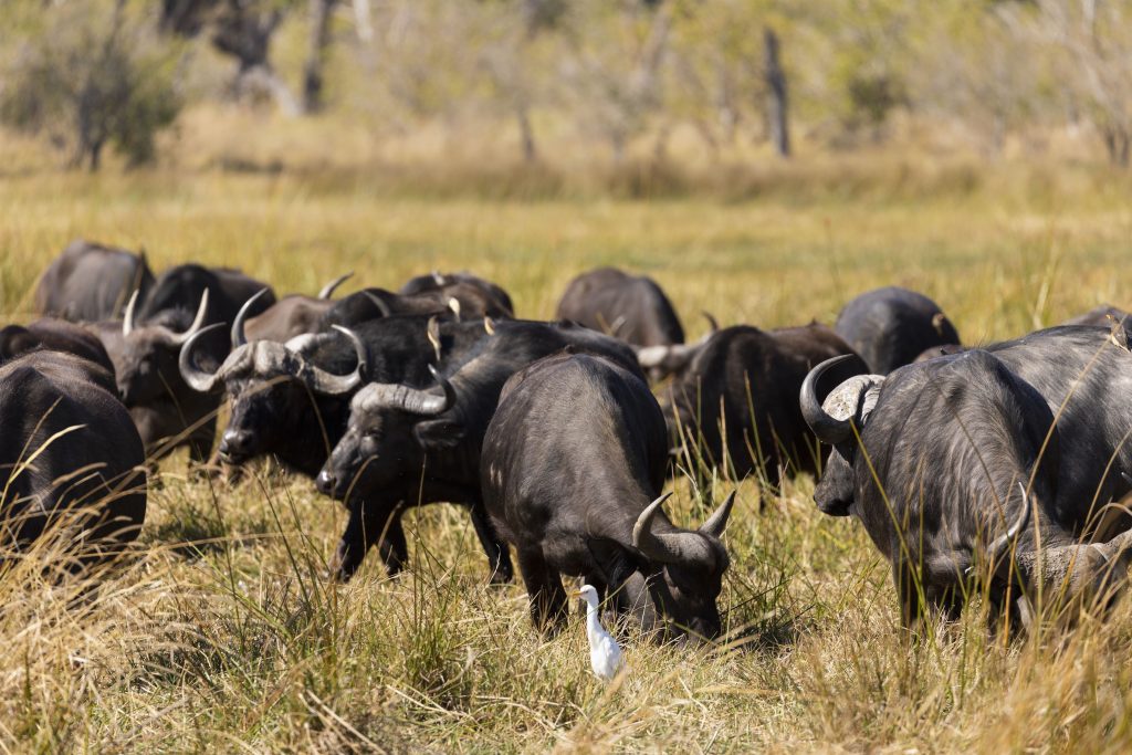 A herd of water buffalo, Bubalus bubalis in long grass on marshland