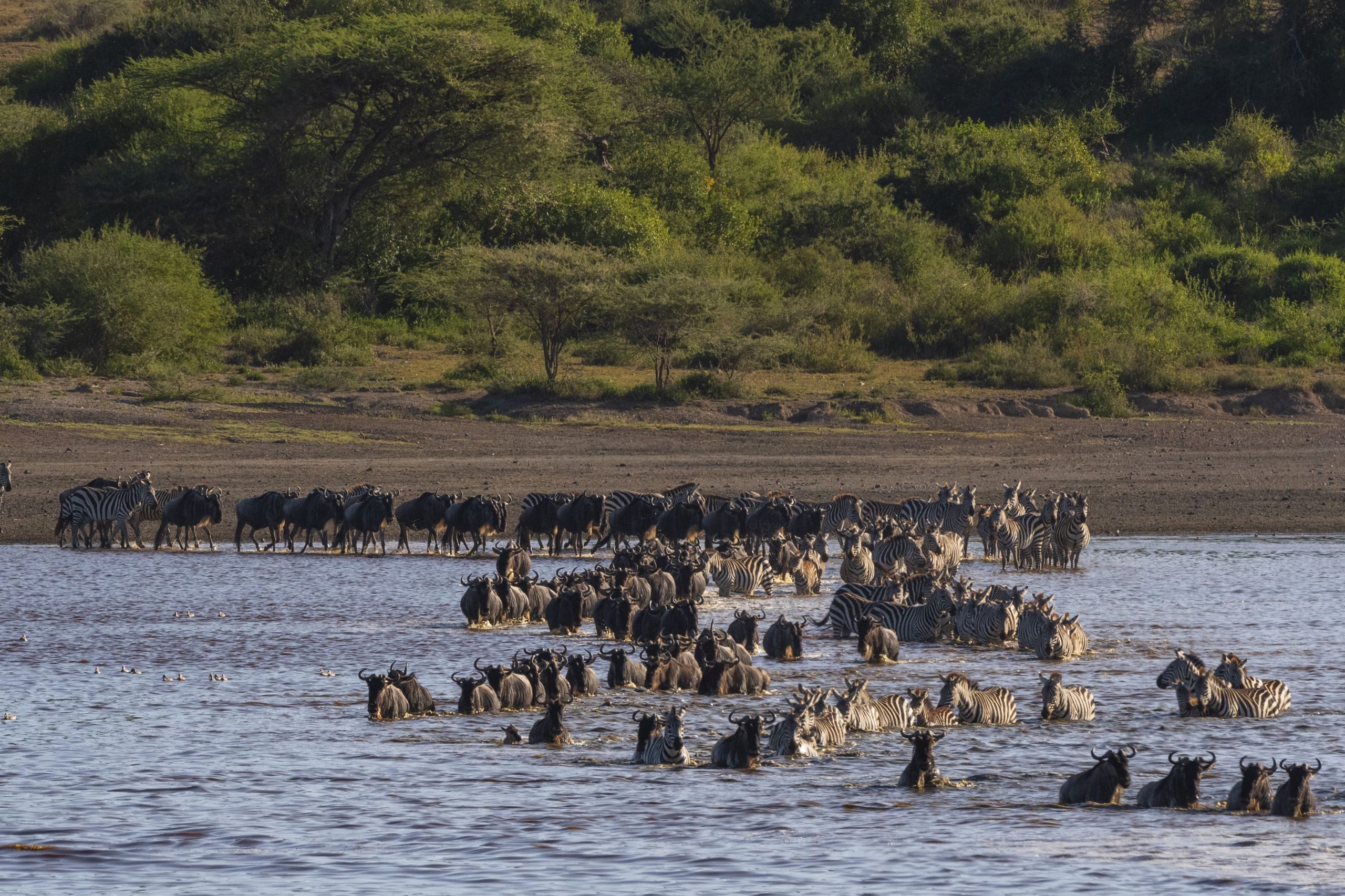 — a-herd-of-wildebeest-and-zebras-crossing-a-river-i-2024-07-04-19-20-00-utc