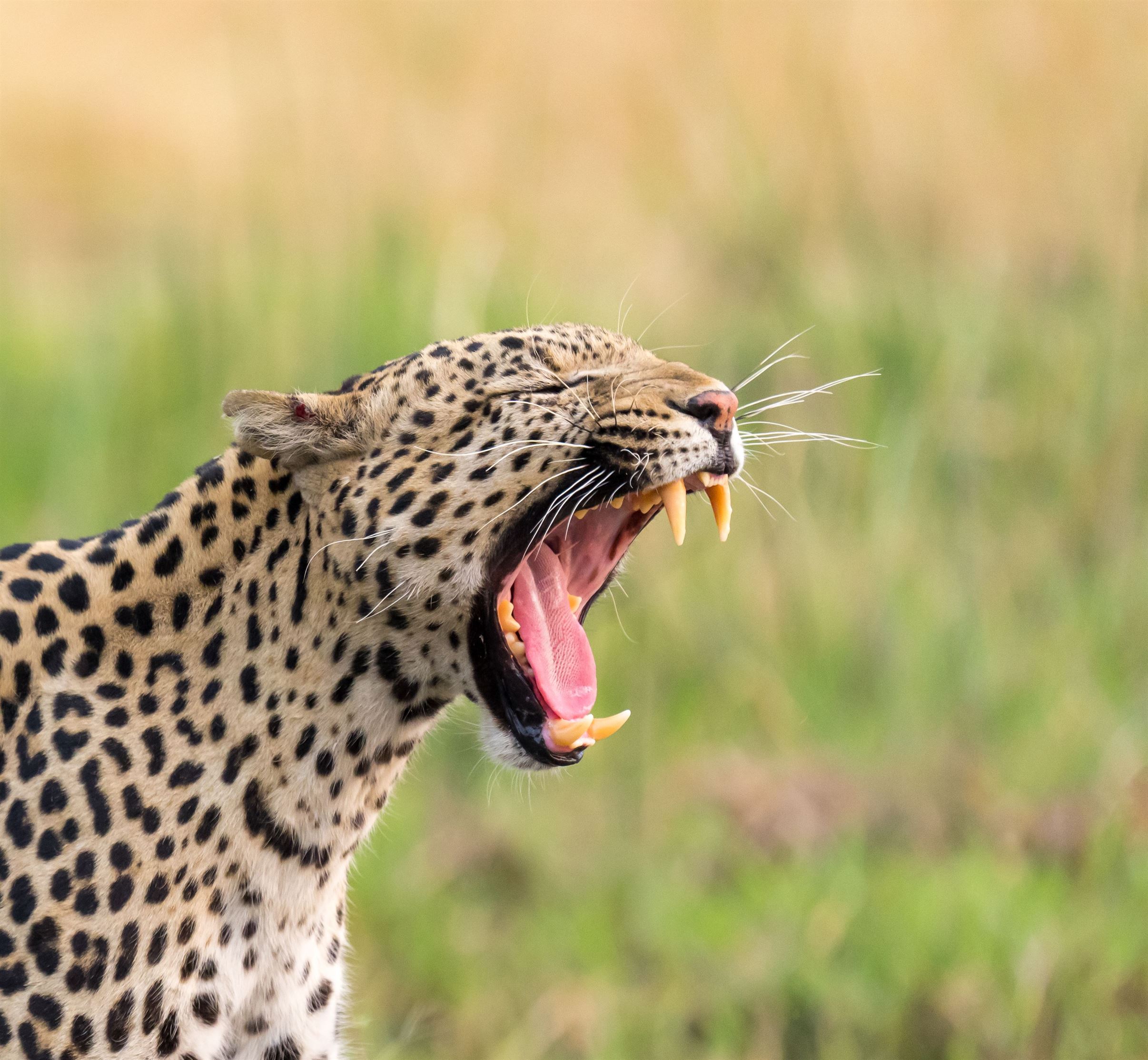 — a-large-leopard-standing-in-the-middle-of-the-fiel-2023-11-27-05-09-29-utc