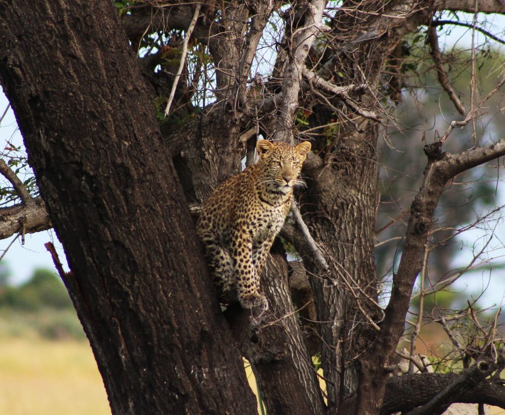 a-travel-around-the-world-with-beautiful-botswana-2024-08-02-14-42-46-utc