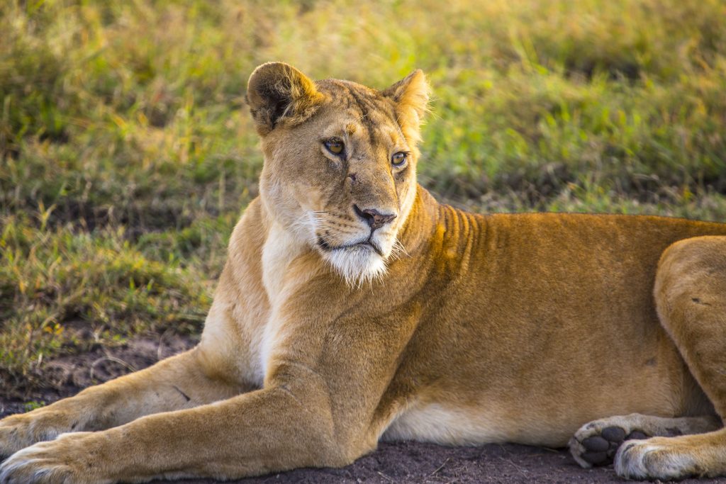 A young lioness in the Masai Mara. Kenya