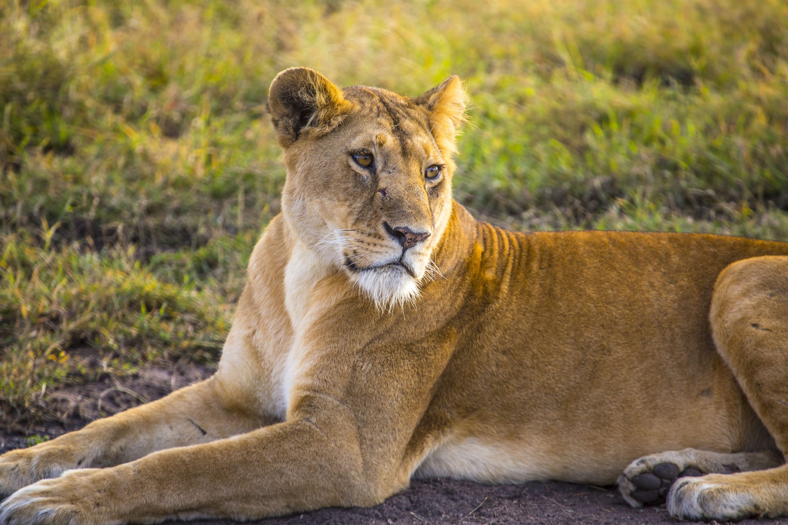 — A young lioness in the Masai Mara. Kenya