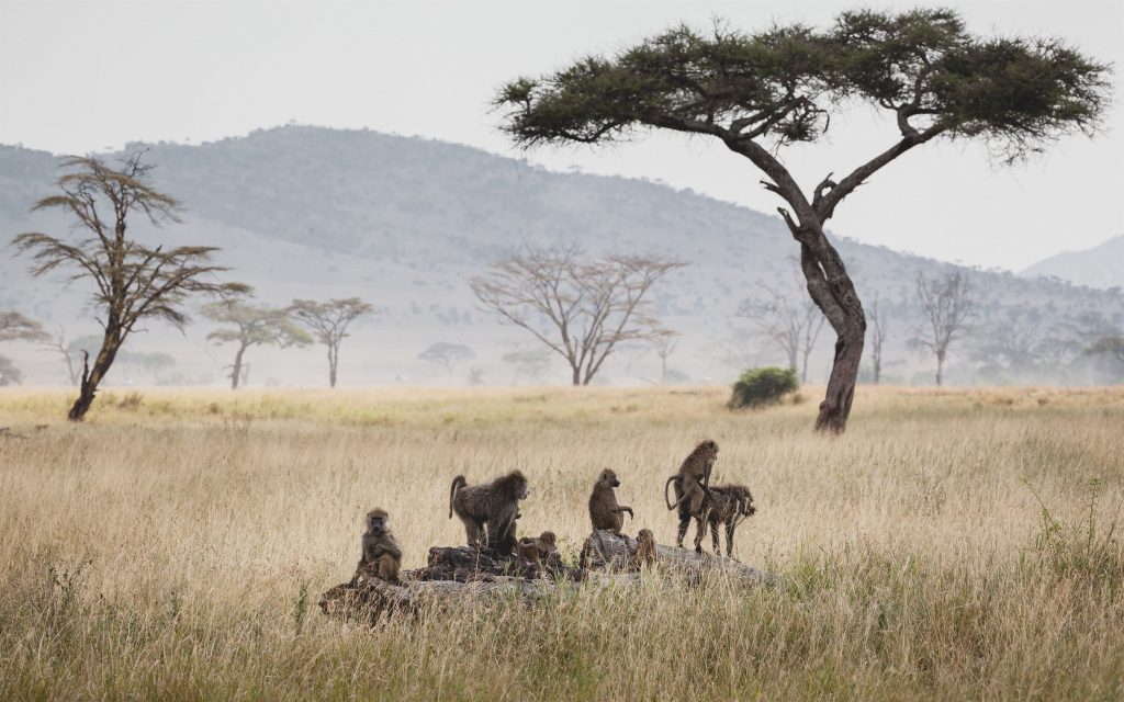 Animals in the wild – Group of baboons in the Serengeti plains, Tanzania