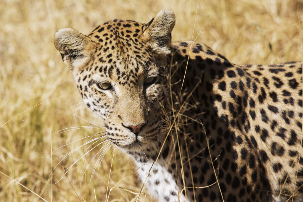 Beautiful leopard walking in savanna