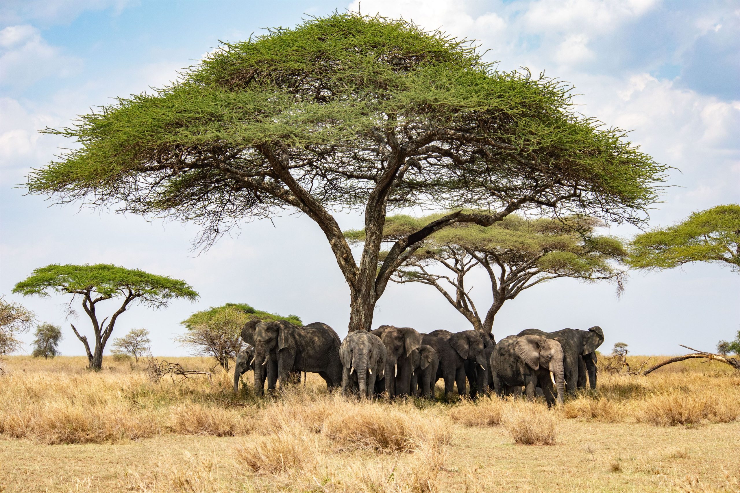 — beautiful-shot-of-african-bush-elephants-loxodont-2023-11-27-05-17-39-utc