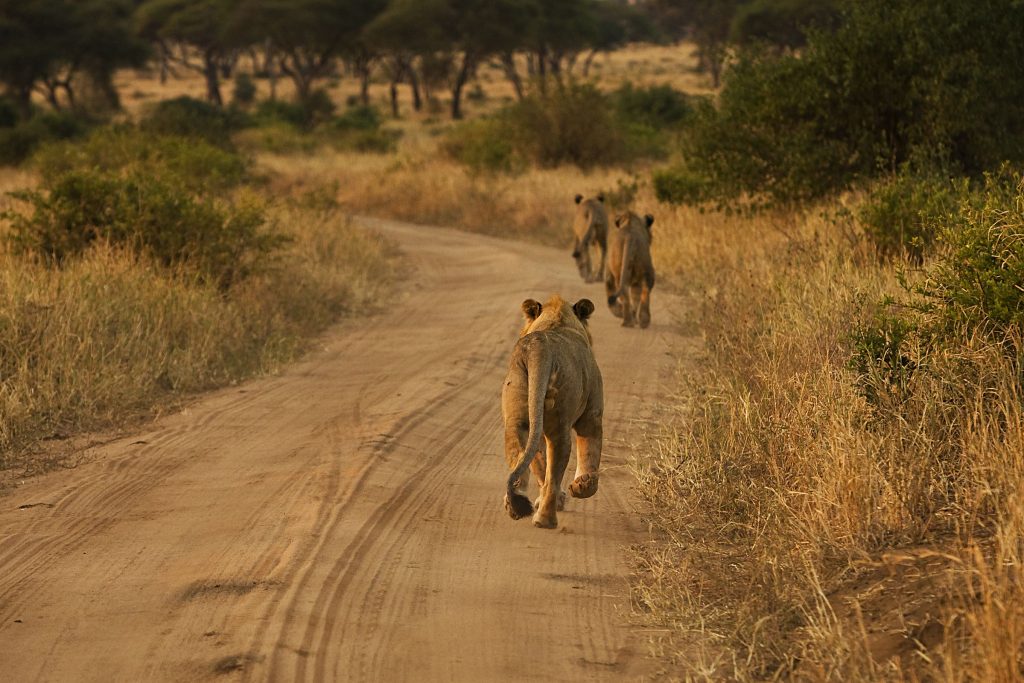 pride-of-three-lions-running-on-african-dirt-road-2023-11-27-05-08-25-utc