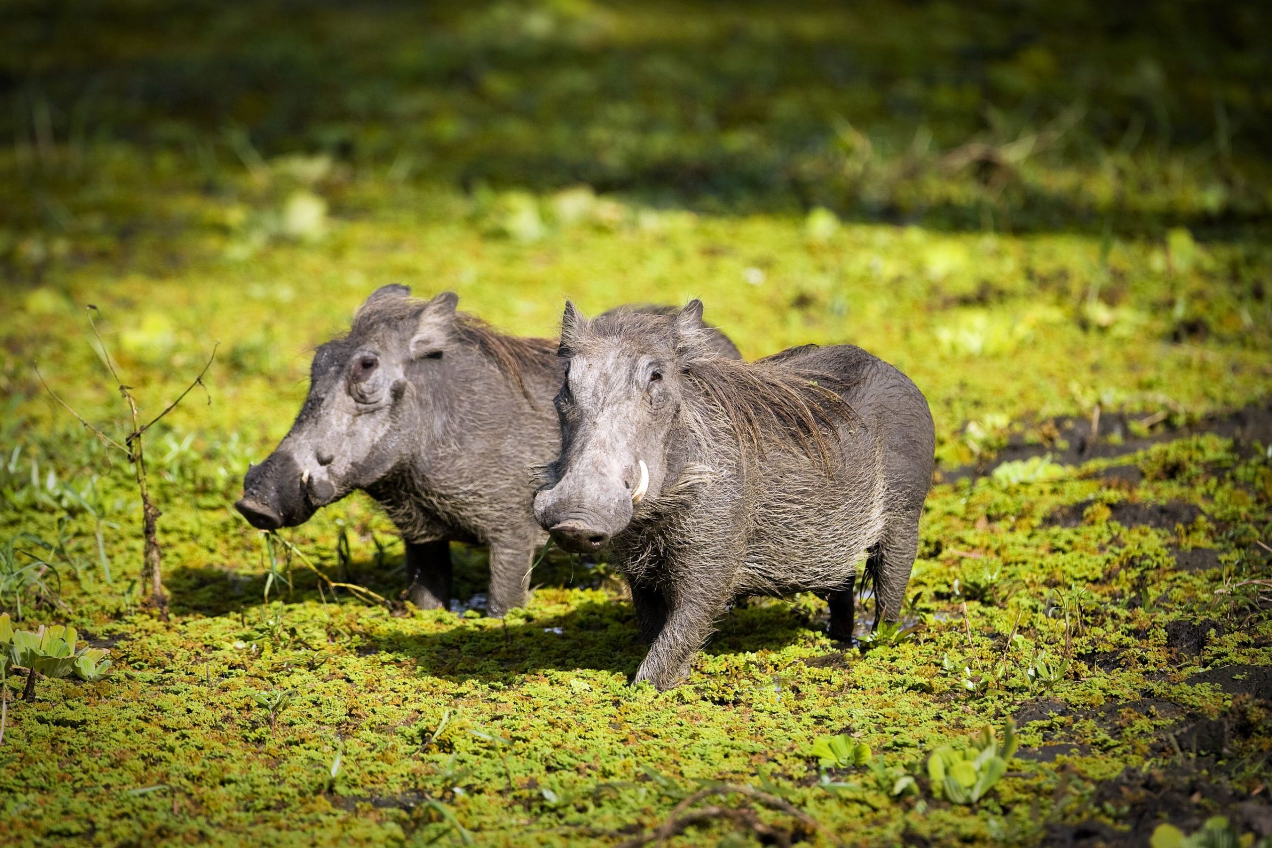 — two-wild-warthogs-in-africa-2023-11-27-05-08-16-utc