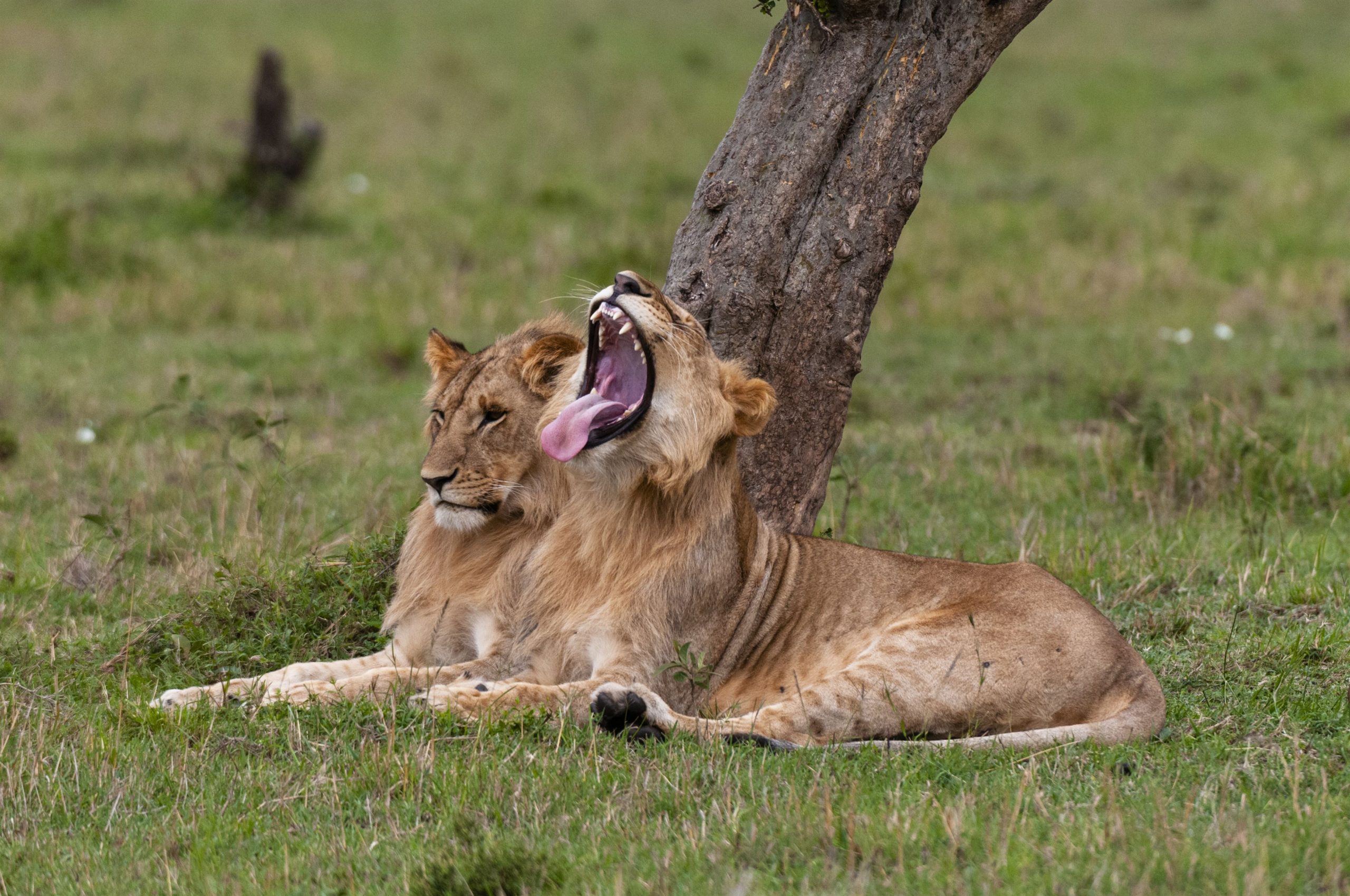 — young-lion-yawning-beside-a-companion-under-a-tree-2024-07-03-21-52-45-utc