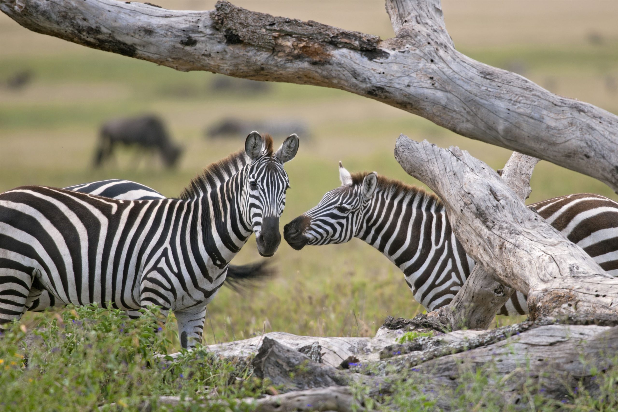— Zebra in serengeti
