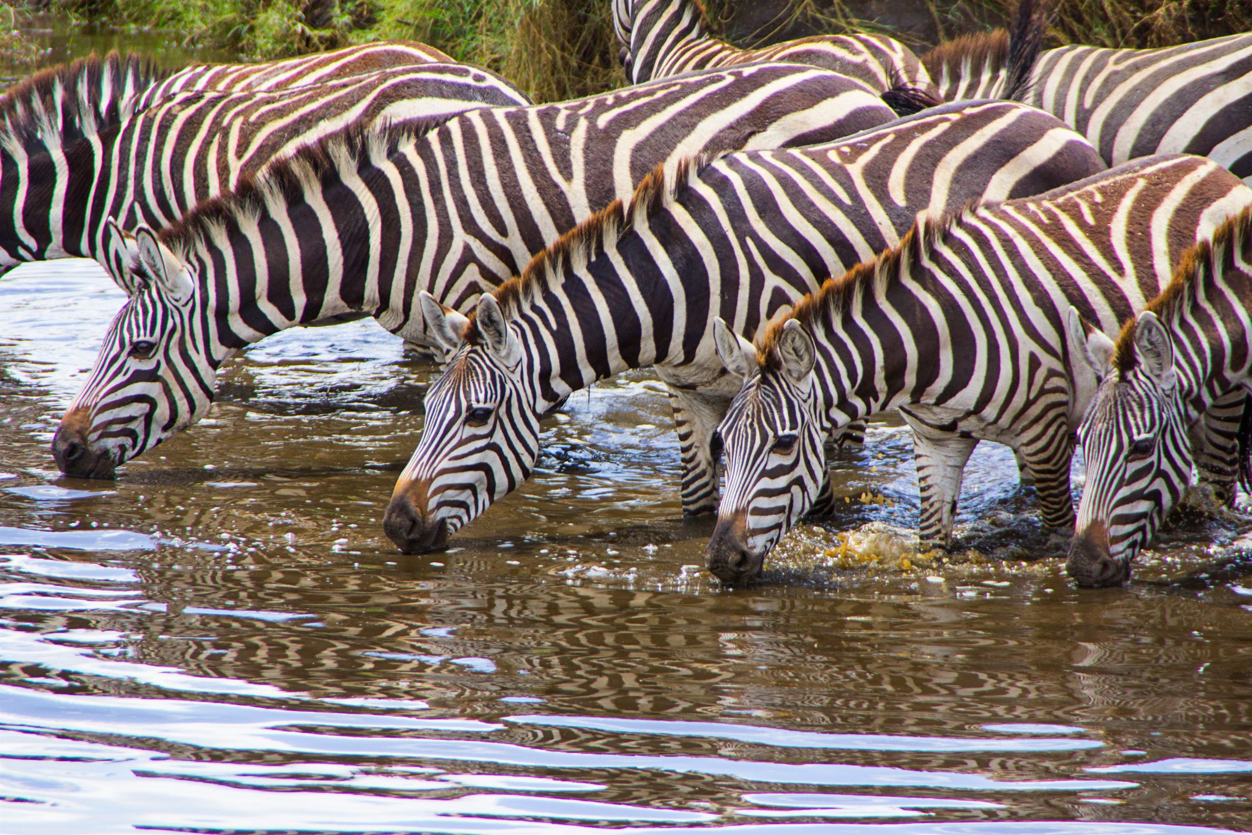 — zebras-drinking-water-in-a-river-in-the-savannah-2023-11-27-04-55-55-utc